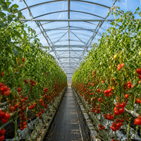 Serre multi-travées en film PE avec système de gouttières intégré pour la production hydroponique de légumes et de fleurs