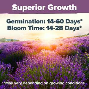 Alta qualità Premium lavanda <span class=keywords><strong>inglese</strong></span> <span class=keywords><strong>all</strong></span>'ingrosso per la casa e uso del giardino - Product Image 3