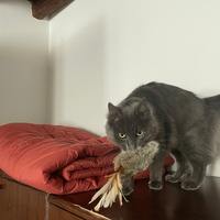 Jouet pour chat en fourrure de lapin fait main, jouet pour chat en fourrure de lapin et plumes, jouet coussin naturel pour chat
