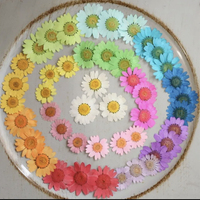 Fiori di Margherita Essiccati Non Tinti, Fiori di Margherita Veri Pressati per Resina, Unghie in Resina e Decorazioni per Scrapbook