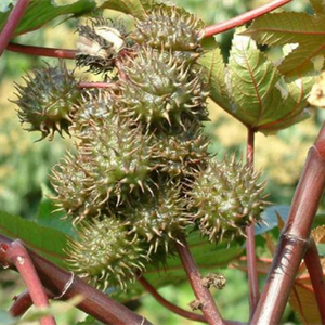 Huiles de support de presse à froid naturelles pures Base cosmétique amande aloe abricot noyau avocat bourrache camélia huile de ricin - Product Image 2