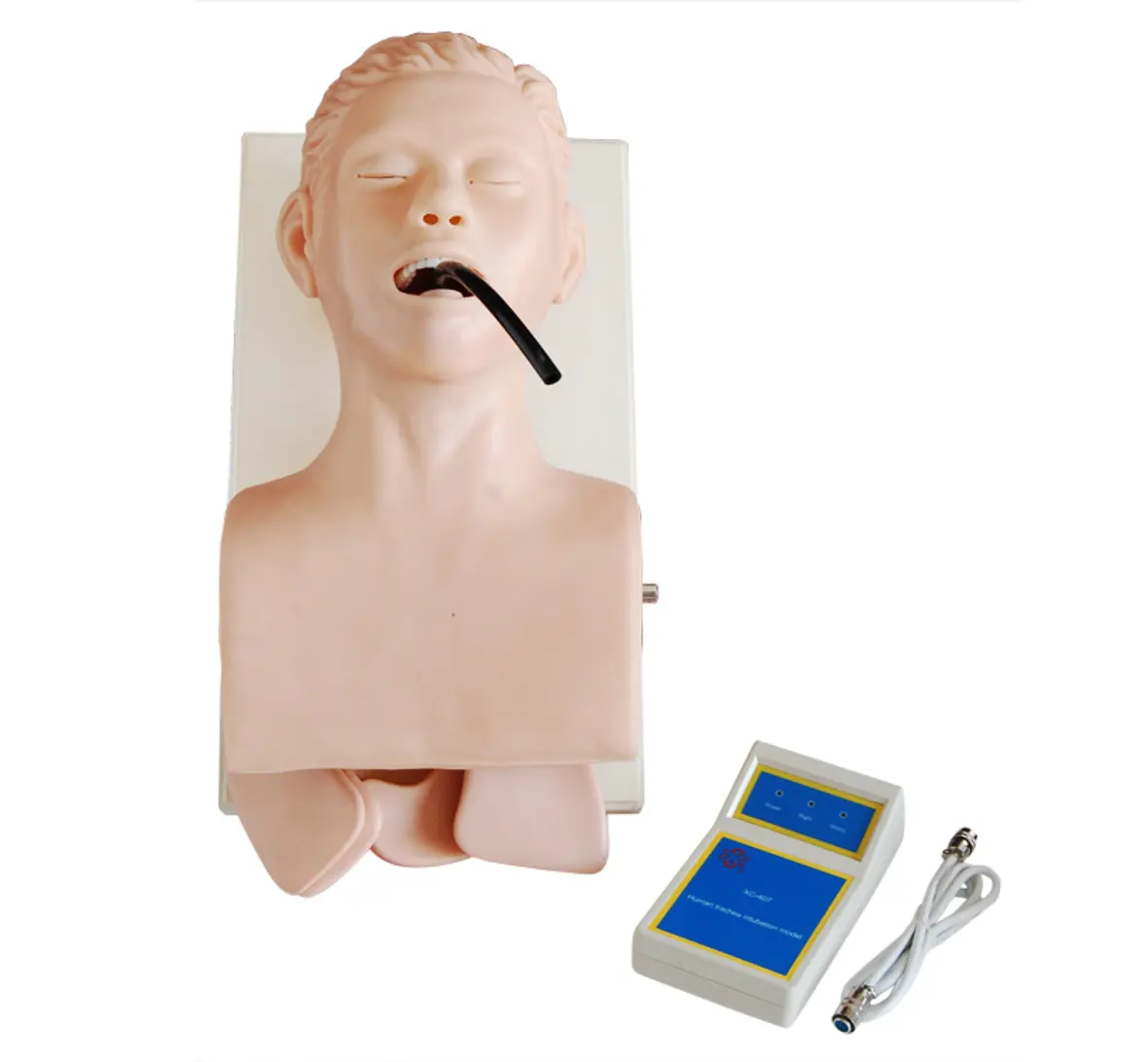 Okul CPR manken eğitim öğretim simülatörü İnsan trakea entübasyon modeli hastane için hemşire eğitim