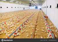 Système d'alimentation automatique à vis sans fin pour poulailler QA – Meilleur prix pour mangeoire et abreuvoir automatiques pour cages à poulets