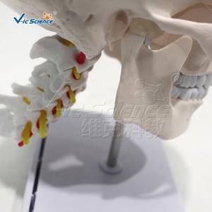 Modelo de cráneo humano blanco puro con columna cervical y modelo de anatomía cerebral - Product Image 2