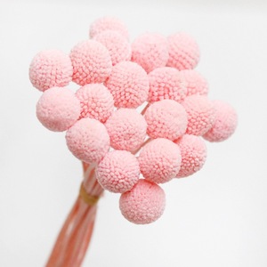 Fleurs de Craspedia séchées en gros, Billy Buttons pour bouquets de fleurs séchées, décoration de mariage, artisanat DIY - Product Image 3