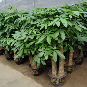 Arbre à Monnaie Bonsaï de Qualité Supérieure pour Décoration Intérieure, Pachira Porte-Bonheur Evergreen en Pot, Plantes Ornamentales Vivantes d'Extérieur en Gros - Product Image 1