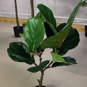 <span class=keywords><strong>Prix</strong></span> de gros : <span class=keywords><strong>Ficus</strong></span> lyrata artificiel en plastique de 80 cm, plante d'extérieur pour centre commercial, hôtel, salle de sport - Product Image 3