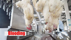 Máy Giết Mổ Gà Gia Cầm Công Suất Nhỏ Halal Châu Phi Máy Giết Mổ Di Động Hoàn Toàn Sử Dụng Tự Động Hoàn Toàn - Product Image 5