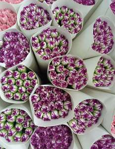 云南昆明批发康乃馨紫边鲜切花教师节母亲地块室内花 - Product Image 3