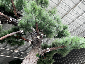 Trang Trí Ngoài Trời Cao 12 Feet Cây Thông Lớn Sợi Thủy Tinh Nhân Tạo Cây Thông Kim - Product Image 5