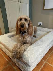 Venta al por mayor Boucle cama para perros de espuma ortopédica con memoria de Gel de refrigeración rectangular impermeable a granel cama ortopédica para perros de espuma - Product Image 5