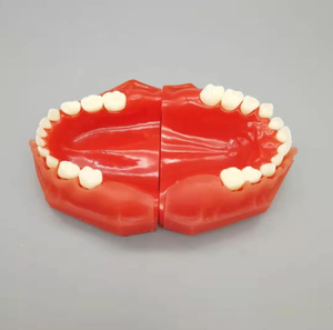 Modèle alternatif de développement buccal, 10 à 5 ans, dents permanentes, anatomie, médical, équipement d'éducation - Product Image 3