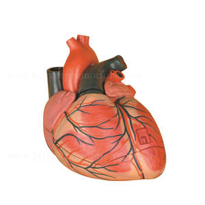 ज्वलंत मानव अंगों शरीर शरीर रचना विज्ञान दिल मॉडल - Product Image 2