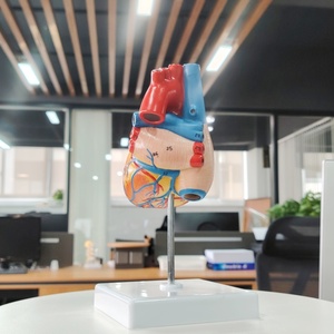 DARHMMY Model hati besar sains medis anatomis alami dengan 2 bagian bahan PVC - Product Image 5