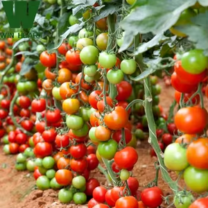Grande serre agricole pour tomates Tunnel haut à travée unique avec cadre en acier galvanisé Matériau de film PE à faible coût - Product Image 1
