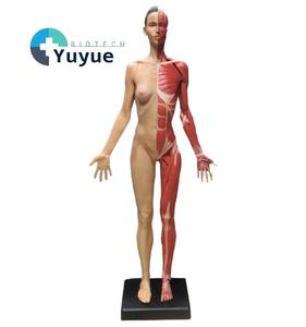 Modello in Gesso di Anatomia Umana da 60cm, Scheletro Muscolare Maschile e Femminile, 3 Stili, Modello di Riferimento per Artisti e Insegnanti - Product Image 1
