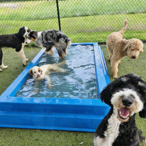 Piscina per Animali Domestici Personalizzata, Durevole ed Ecologica, Portatile in Fibra di Vetro, Giocattolo per Pulizia, Popolare Piscina Splash per Cani - Product Image 1