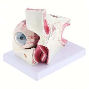 KyrenMed مقلة العين البشرية مقبس العصب القرنية نموذج 3 مرات مقلة العين التشريحية والجفن - Product Image 5