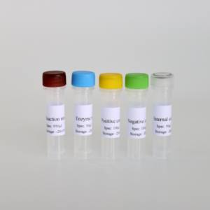 <span class=keywords><strong>Kit</strong></span> qPCR du gène gB du virus de la pseudorage à haute sensibilité | 50 tests/certifiés CE - Product Image 4