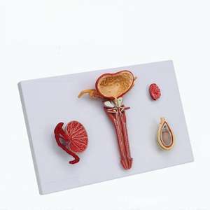 Modelo Educacional de Anatomia Genital Masculina para Educação Médica e Ciências Reprodutivas - Product Image 5