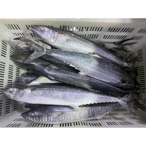 Pescado Atún Congelado IQF de 100-200g, Grado A, Venta al por Mayor de China, al Mejor Precio - Product Image 3