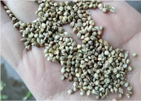 Poudre d'extrait de millet Panicum Miliaceum L pur de B.C.I Supply