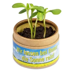 Tubo de cartón con plántulas, dispositivos ecológicos - Product Image 2