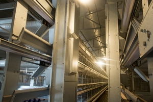 Tự động h loại tự động lớp trứng gà gia cầm lồng trứng thu thập máy trong lớp gà lồng - Product Image 5