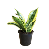 50cm Indoor Sukkulenten Künstlicher Naturgarten Kleine tropische grüne Plastik bäume Künstliche Aloe Vera Pflanze Topfpflanze