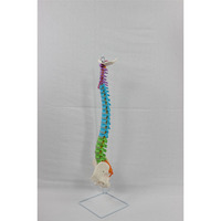 Modello Educativo Completo DARHMMY di Colonna Vertebrale Colorata con Colonna Vertebrale, Pelvi, Vasi Sanguigni e Nervi Senza Ossa delle Gambe