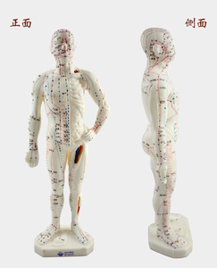 Modello Anatomico del Meridiano per Agopuntura - Modello di Agopuntura <span class=keywords><strong>26</strong></span> <span class=keywords><strong>Centimetri</strong></span> - Product Image 1