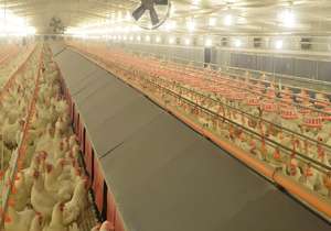 Goedkope Kippen Pluimveebedrijf Prefab Metalen Stalen Structuur Boerderij Gebouw Koe Kippen Schuur Schuur - Product Image 5