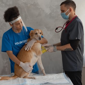 Doggie köpekler kediler için kendinden yapışkanlı bandaj Wrap yapışkan bandaj atlar kuşlar hayvanlar - Product Image 4