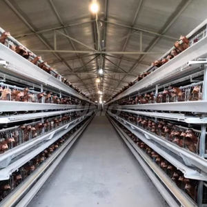 Jaula de pollos de engorde de Casa de gallinero Atype grande de capa barata industrial automática para gallinas ponedoras - Product Image 4