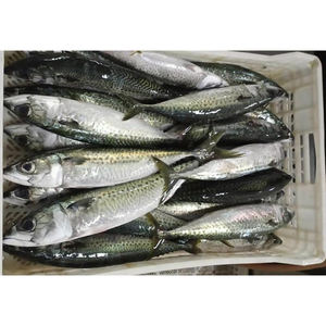 <span class=keywords><strong>Sardines</strong></span> congelées en gros, lots de <span class=keywords><strong>sardines</strong></span> fraîches, <span class=keywords><strong>sardines</strong></span> entières de qualité supérieure, produits de <span class=keywords><strong>la</strong></span> <span class=keywords><strong>mer</strong></span> - Product Image 2
