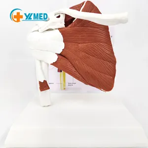 Anatomical functional shoulder joint model with ligaments and muscles and detachable base for medical and scientific research