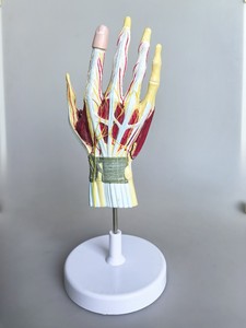 Modelo Anatómico Numerado de Mano Humana <span class=keywords><strong>con</strong></span> Estructura Multicapa, Músculos y Nervios para Enseñanza Médica - Product Image 3