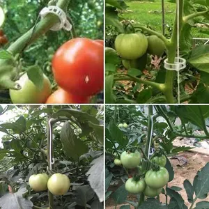 Сельскохозяйственный пластиковый зажим для томатов, для перца, огурцов, лозы, для решетки, шпагат