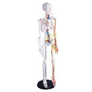 Com o coração e cérebro com nervos e vasos sanguíneos 85cm Esqueleto humano - Product Image 6