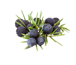 Producto Natural para la Salud, Polvo de <span class=keywords><strong>Juniperus</strong></span> Communis, Extracto de Baya de Junípero - Product Image 3