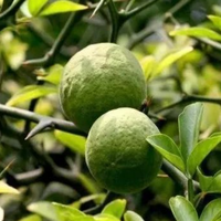 Poudre de Neohesperidin Dihydrochalcone (NHDC) de haute qualité conforme aux normes GMP, Hespéridine Méthyl Chalcone de qualité alimentaire, certifiée Halal, en fût