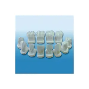 BIX-L1031主要由右侧的上下牙齿组成，比例为6:1。牙齿形态模型