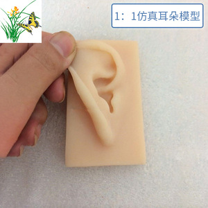 Oído realista a escala 1:1, modelo de oído humano, tipo de trompa de oído, oído de silicona para acupuntura (oreja derecha) - Product Image 3
