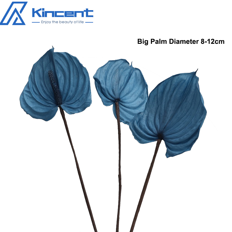 Blu-grandi dimensioni 3 pz