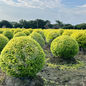 HOKBG-Sac de culture agricole anti-UV, gros, grand PP tissé, plantes noires, 45 50 60 200 gallons, pour <span class=keywords><strong>espalier</strong></span> ball - Product Image 6