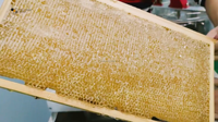 Décapsuleuse manuelle à rouleaux pour miel avec lames renforcées et épaissies