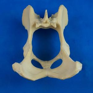 Modelo de <span class=keywords><strong>Pelvis</strong></span> y Articulación de Cadera Canina, Hueso Sintético para Simulación de Entrenamiento Quirúrgico Ortopédico Veterinario - Product Image 2