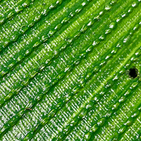 Prix de gros Gazon synthétique vert Tapis de gazon paysager Tapis de gazon de jardin Gazon artificiel