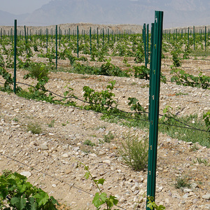 Mạ kẽm kim loại nho cổ phần với sơn tĩnh điện kết thúc cho hàng rào trellis dự án và cây nho đào tạo sử dụng - Product Image 2