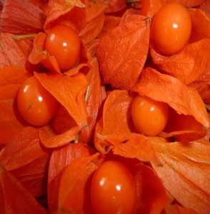 Jin deng-Frutos secos de grado alimenticio, <span class=keywords><strong>Physalis</strong></span> alkegengi naturales de color rojo largo - Product Image 6